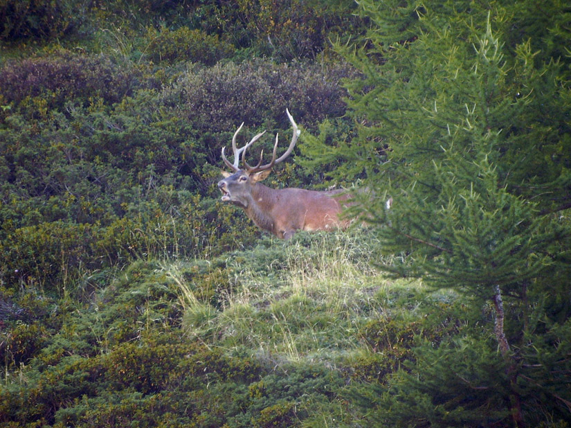 PASSIONE PER IL CERVO